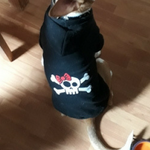 Cat Fleece Sweatshirt Dog Hoodies Skull